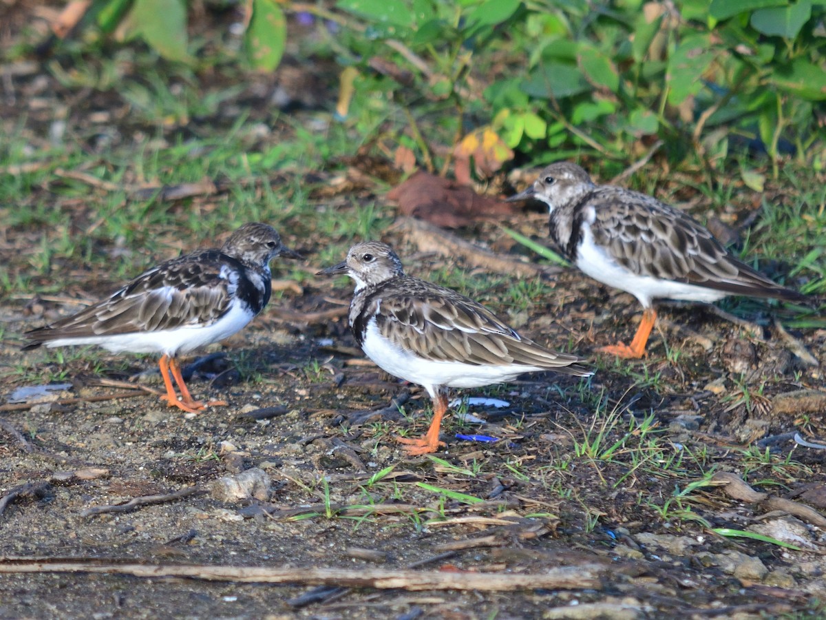 Ruddy Turnstone - ML626525094