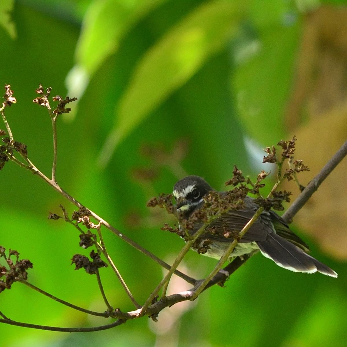 Pohnpei Fantail - ML626525120