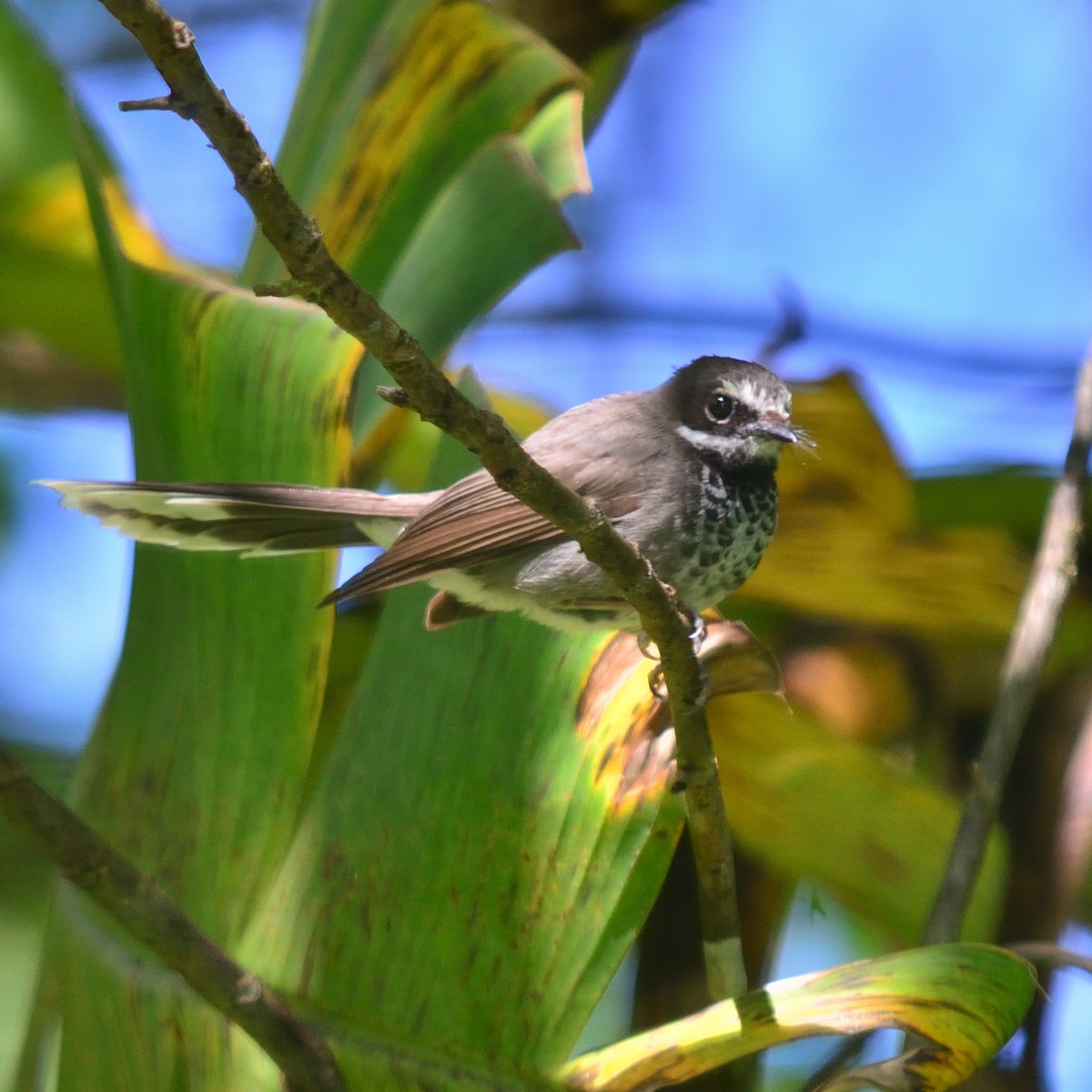 Pohnpei Fantail - ML626525121