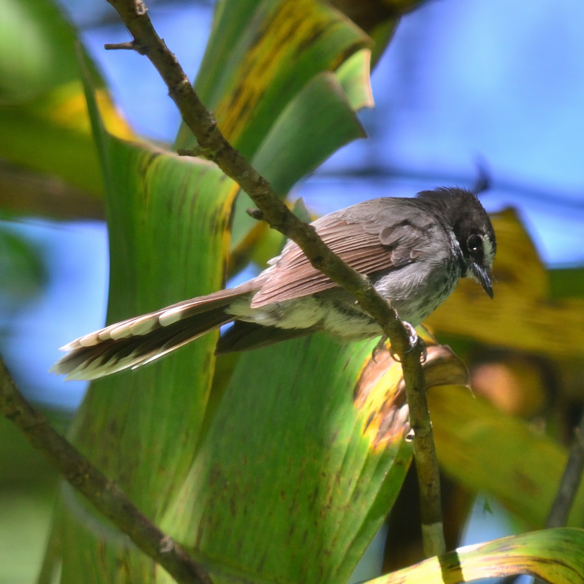 Pohnpei Fantail - ML626525122