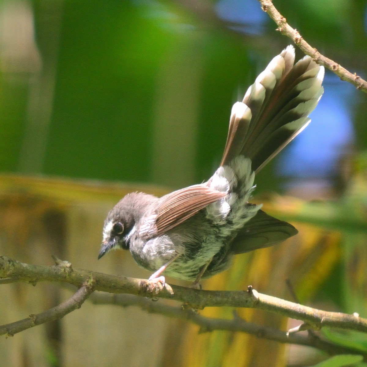 Pohnpei Fantail - ML626525123