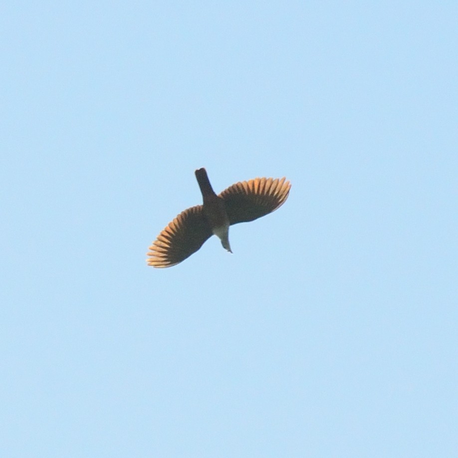 Micronesian Imperial-Pigeon - ML626525196