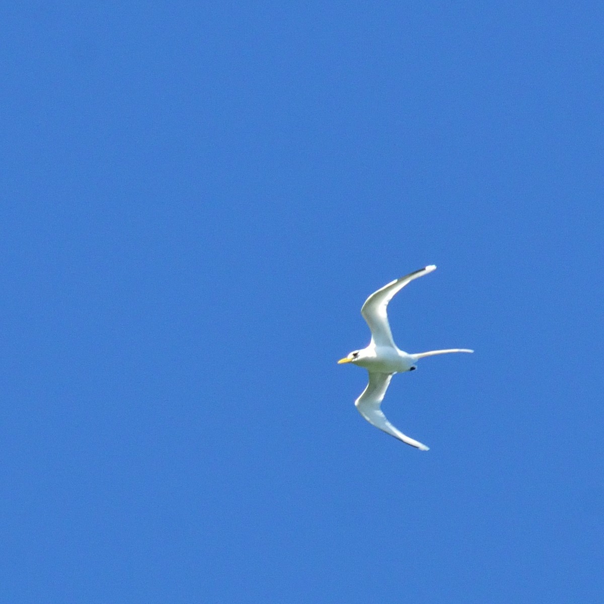 White-tailed Tropicbird - ML626525212