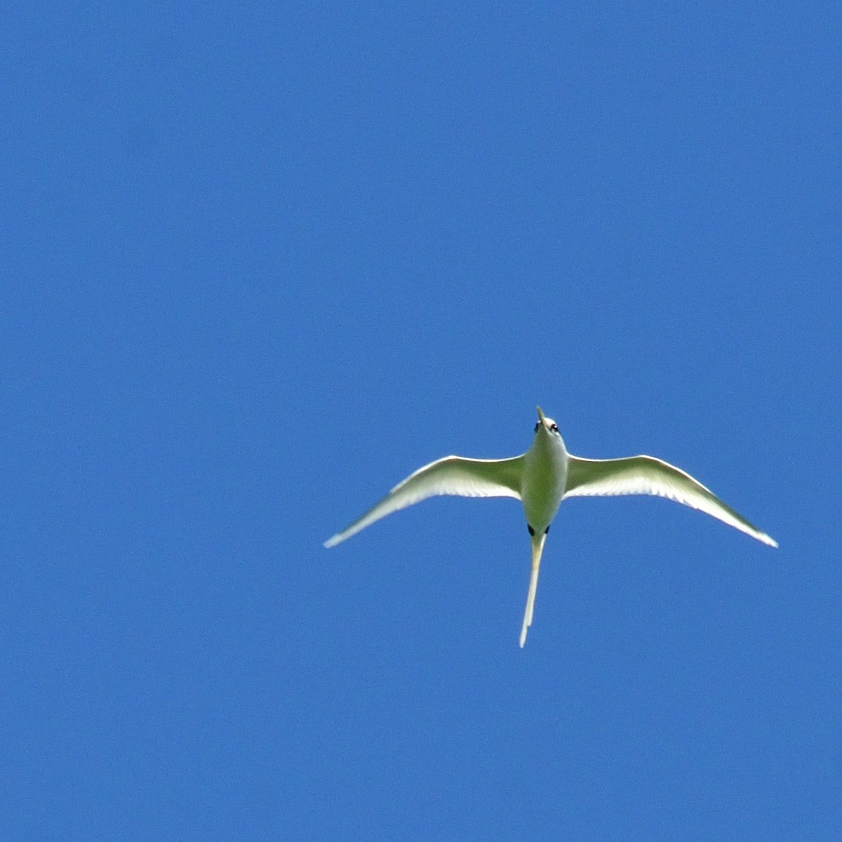 White-tailed Tropicbird - ML626525213