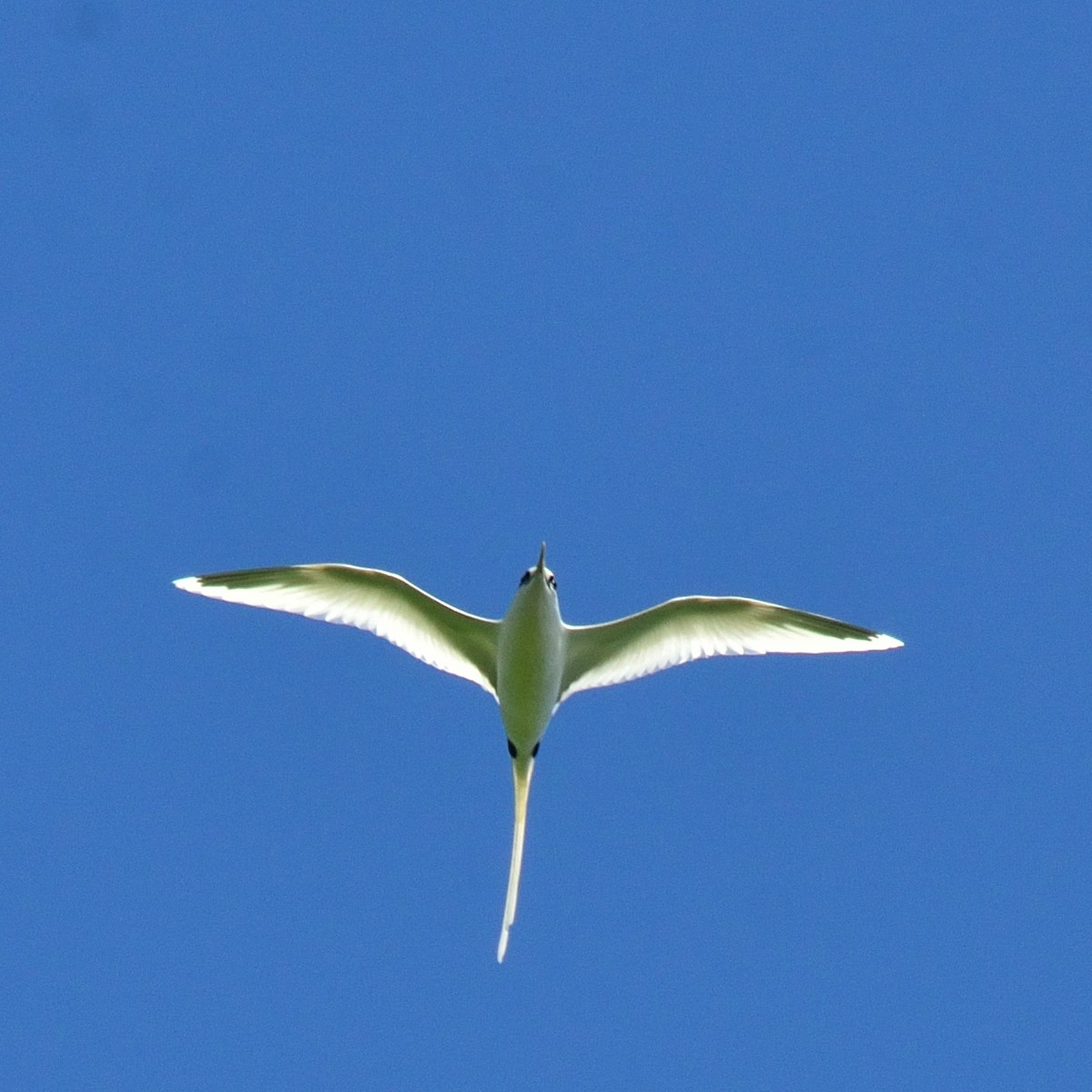 White-tailed Tropicbird - ML626525214