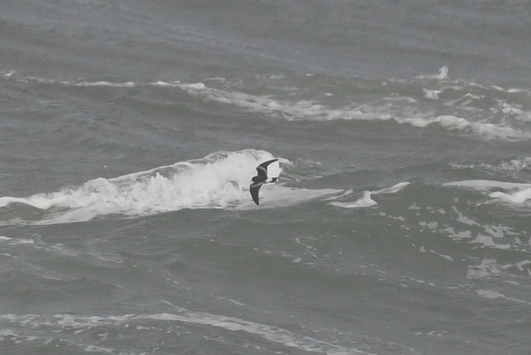 Leach's Storm-Petrel - ML626525538