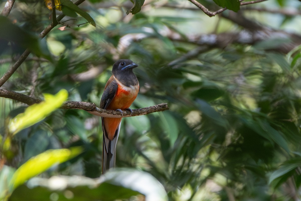 trogon indický - ML626525629