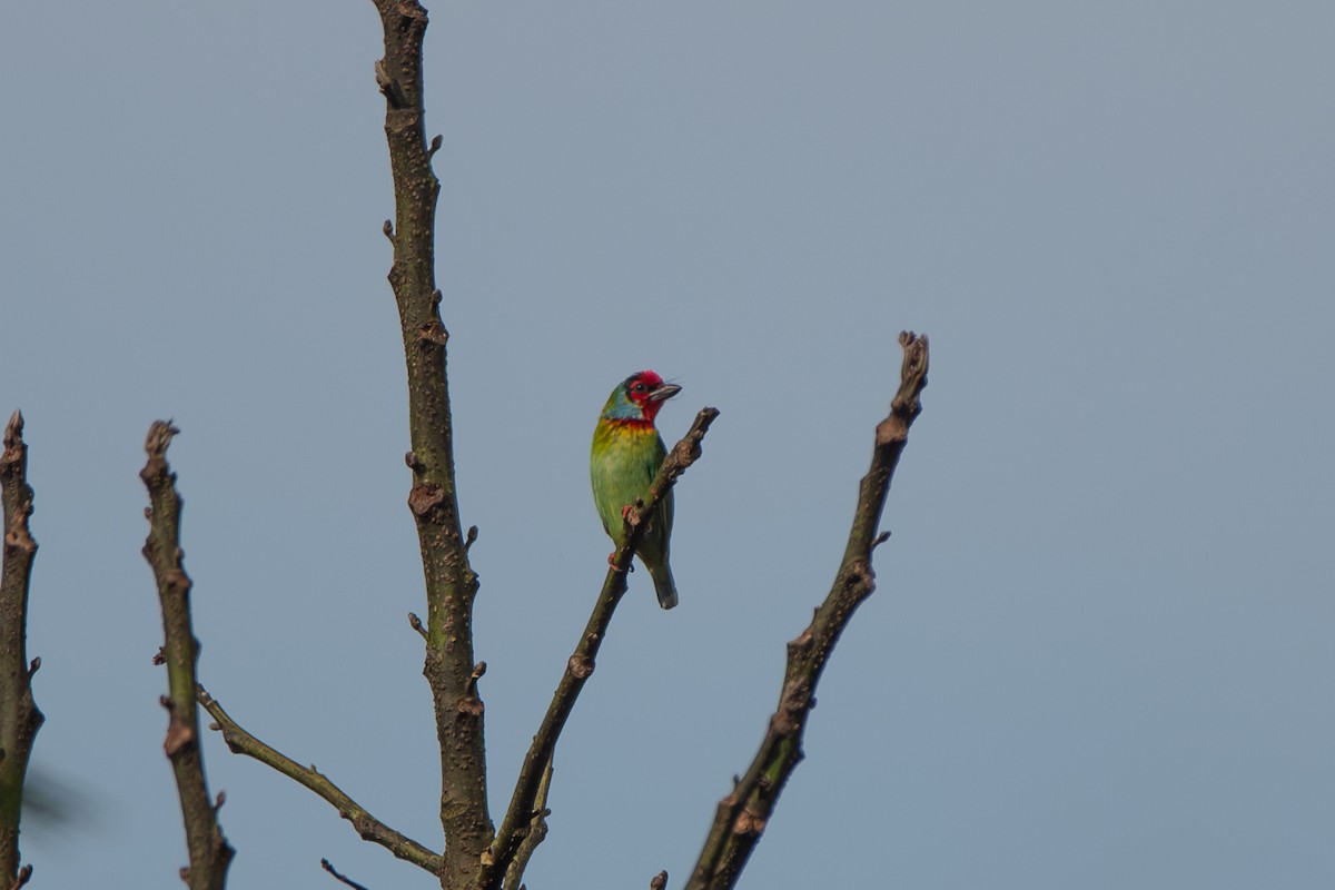 barbet malabarský - ML626525632