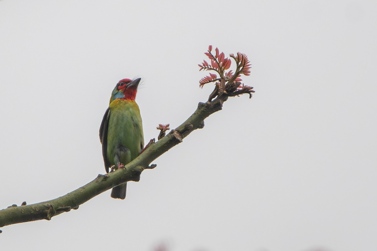barbet malabarský - ML626525633