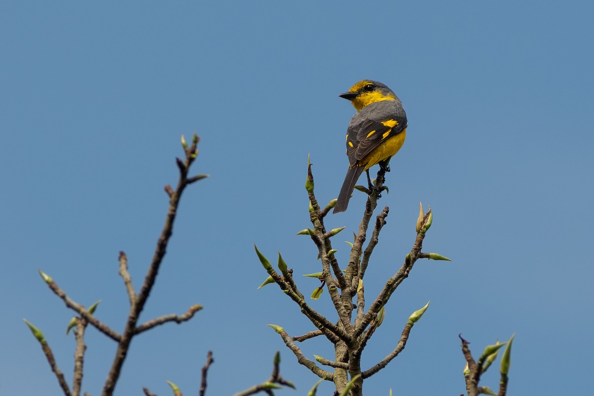 Orange Minivet - ML626525642