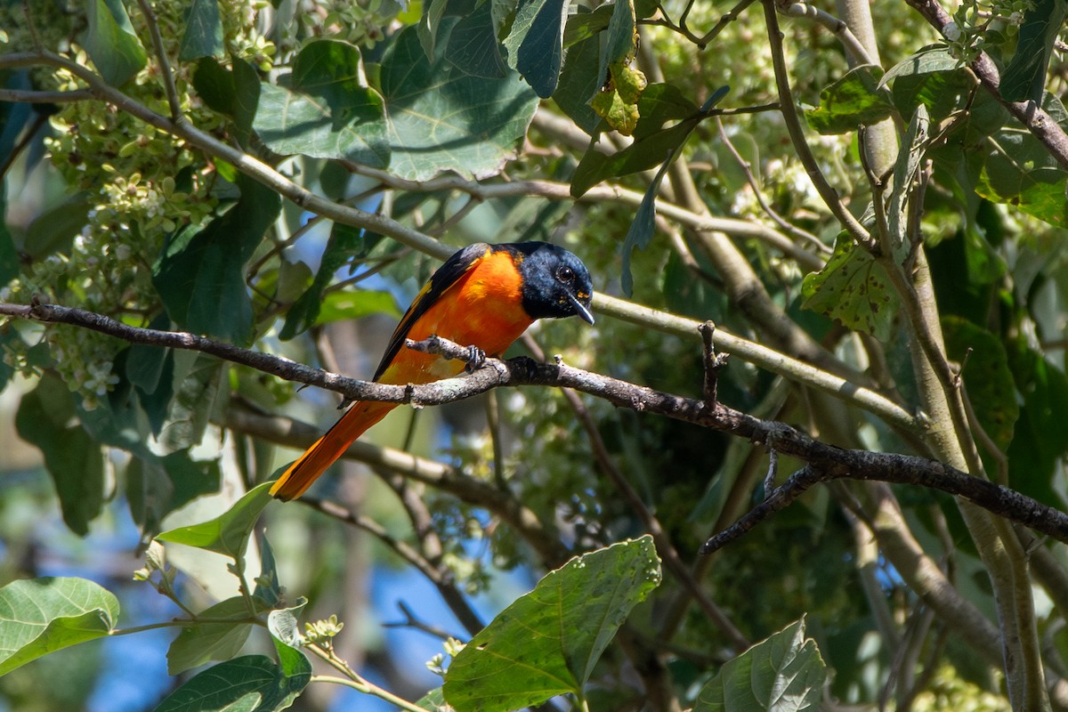 Orange Minivet - ML626525643