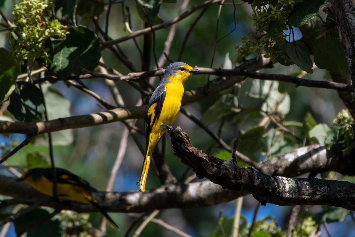Orange Minivet - ML626525644
