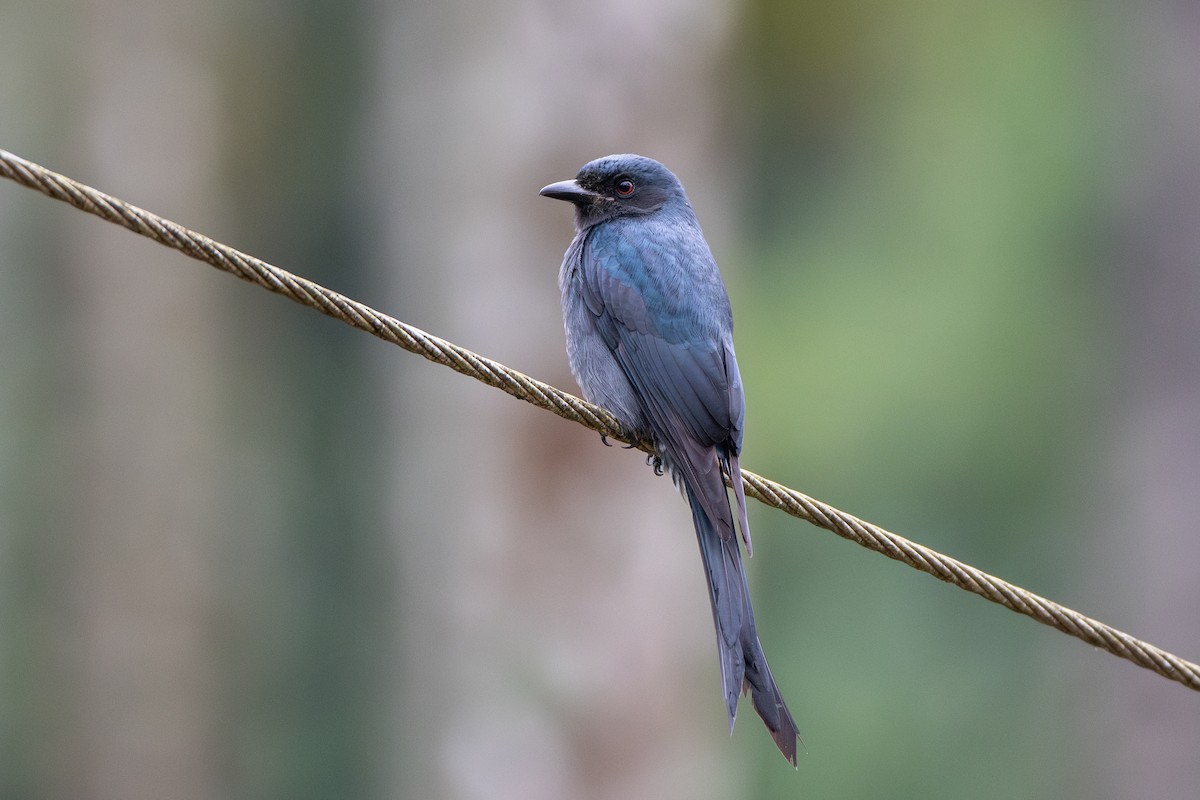 drongo kouřový - ML626525649