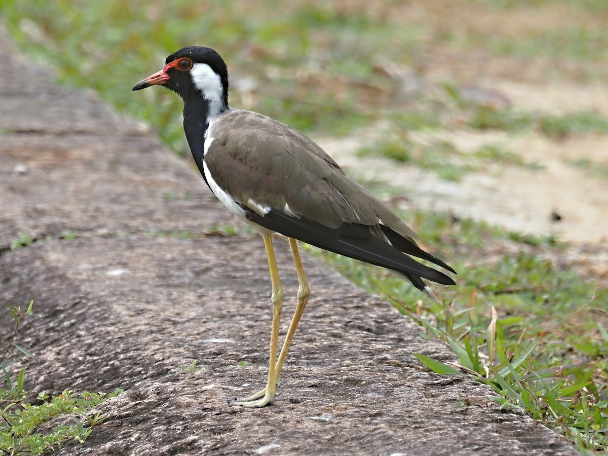 Red-wattled Lapwing - ML626525652