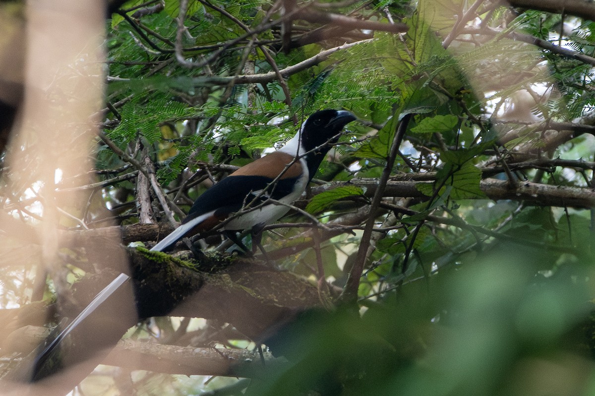 White-bellied Treepie - ML626525653