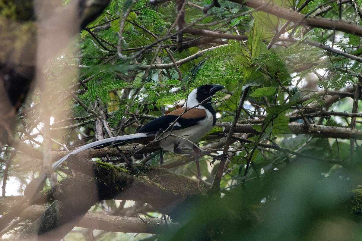 White-bellied Treepie - ML626525654