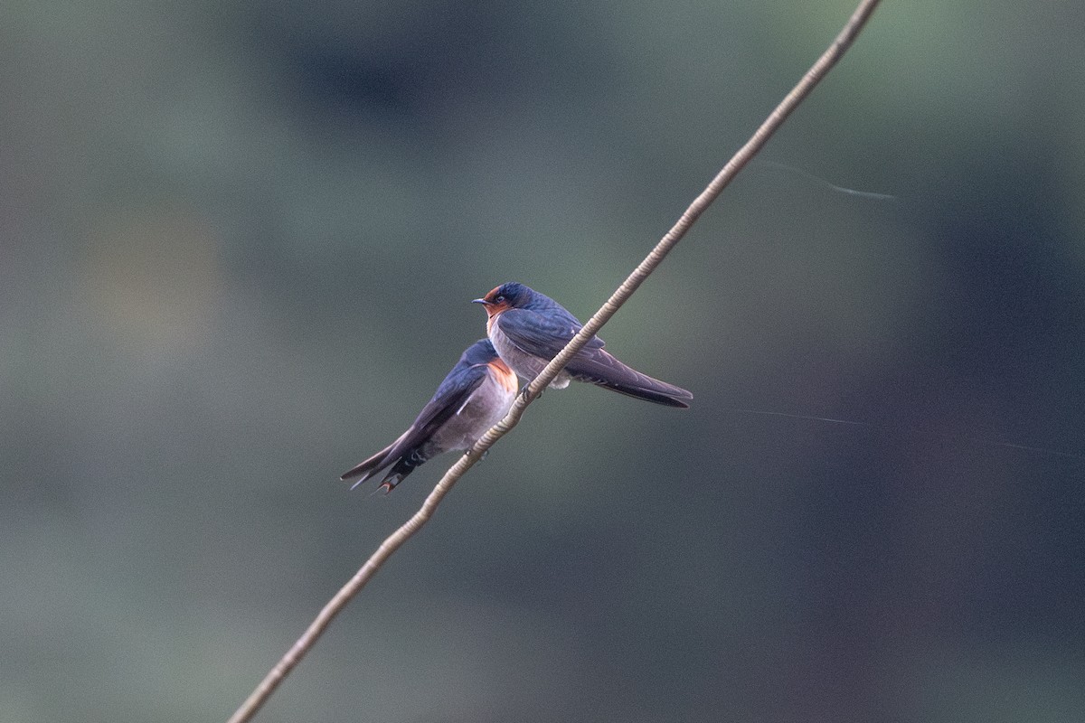Hill Swallow - ML626525657