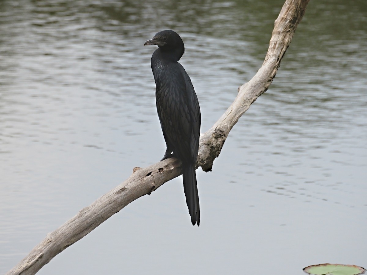 Little Cormorant - ML626525658