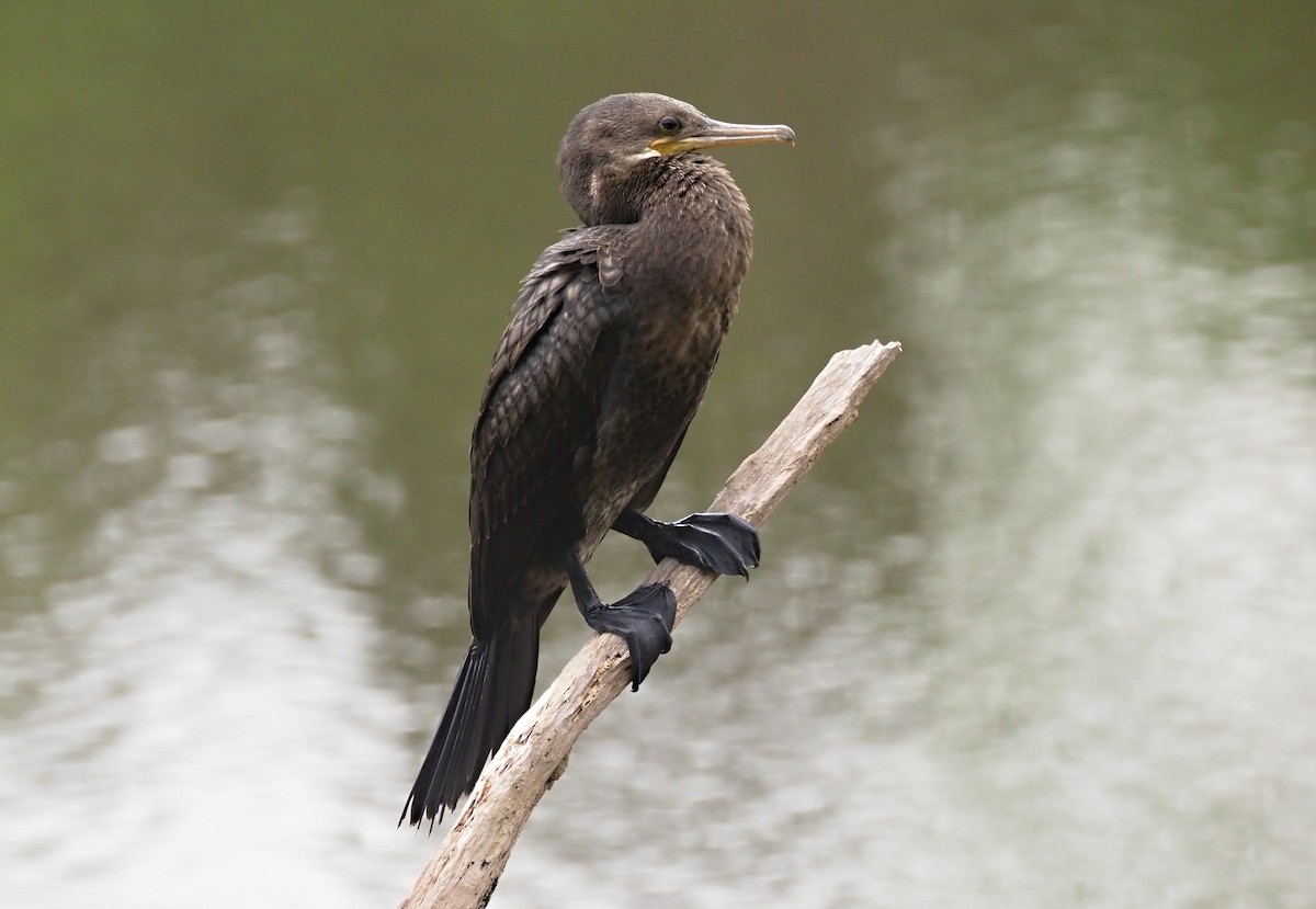 Indian Cormorant - ML626525660