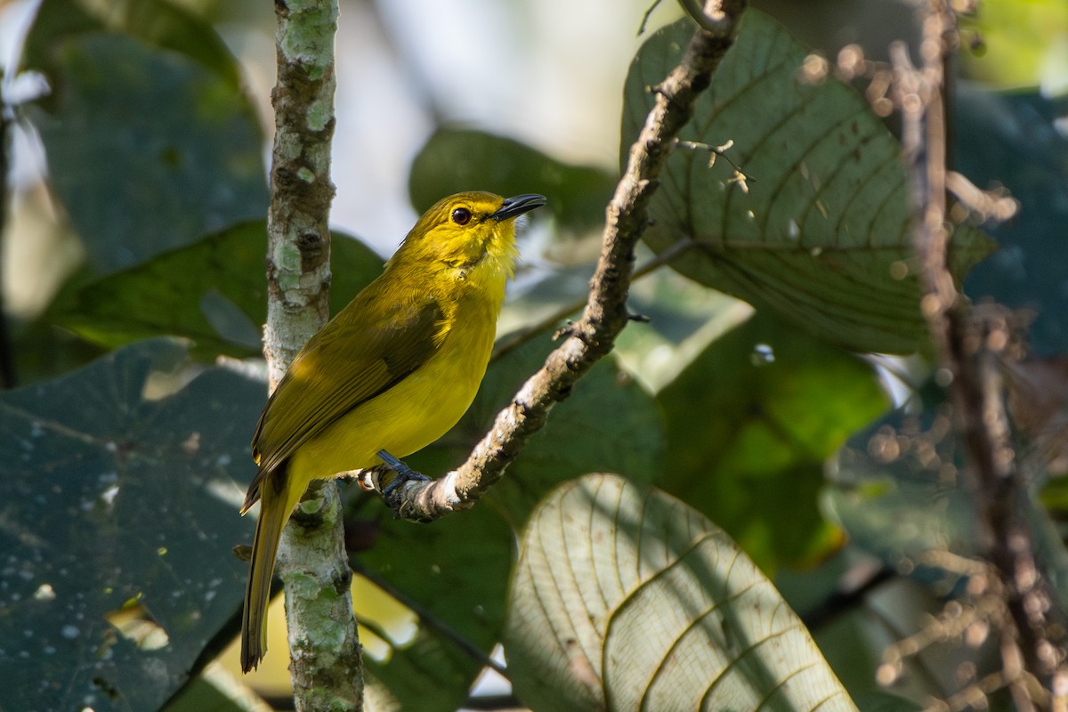 Yellow-browed Bulbul - ML626525661
