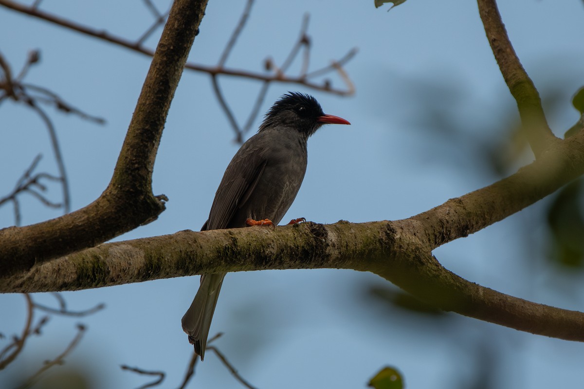 Square-tailed Bulbul - ML626525662