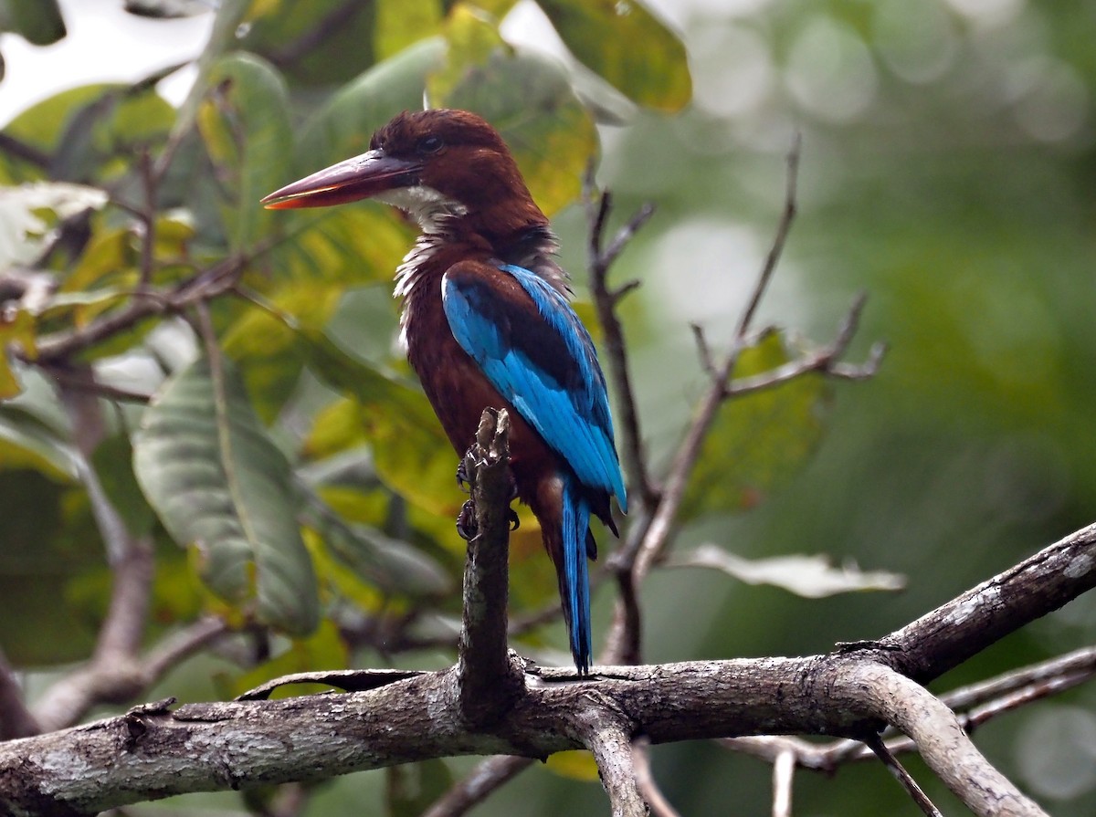 White-throated Kingfisher - ML626525663