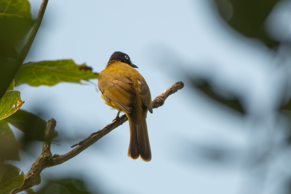 Flame-throated Bulbul - ML626525664