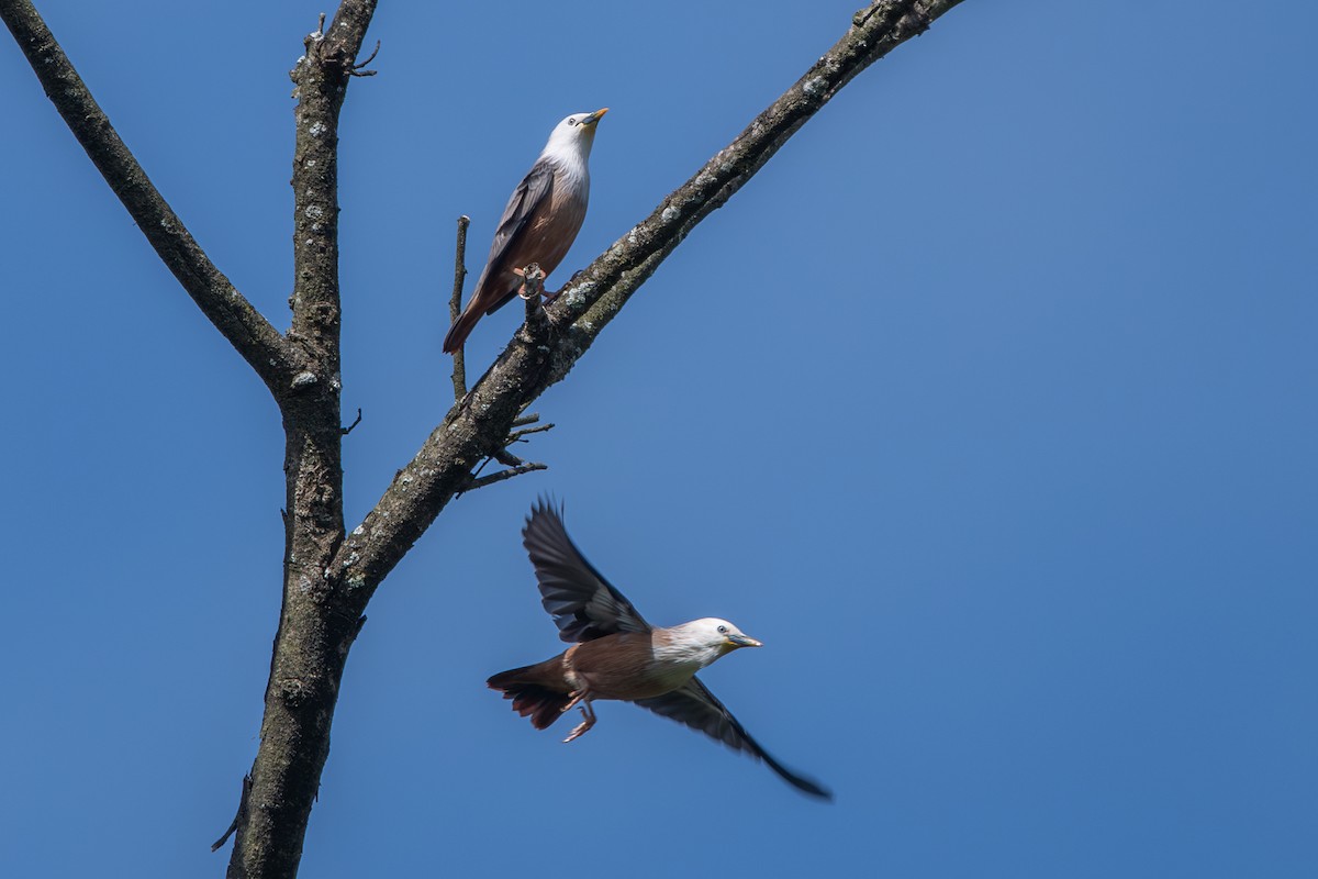 Malabar Starling - ML626525666