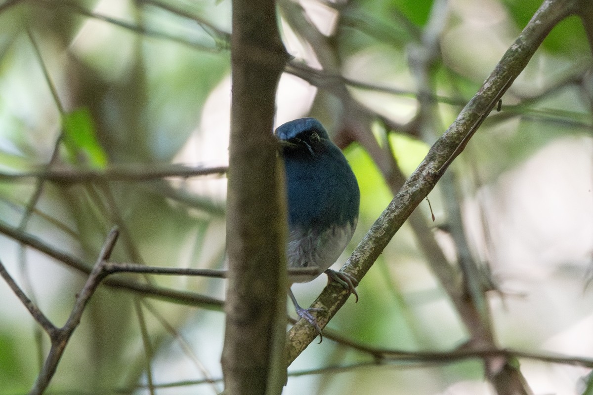 White-bellied Blue Flycatcher - ML626525667
