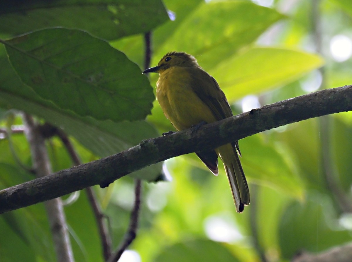 Yellow-browed Bulbul - ML626525668