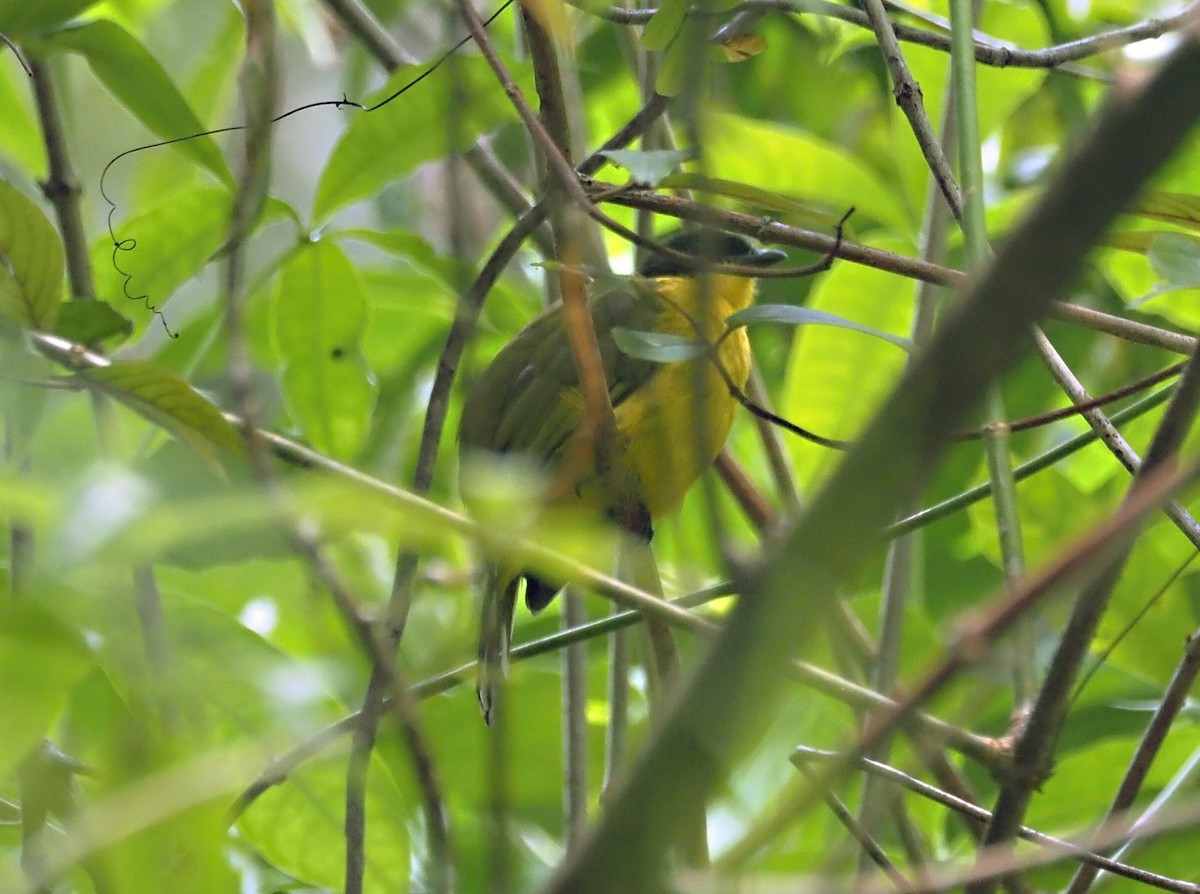 Black-capped Bulbul - ML626525672