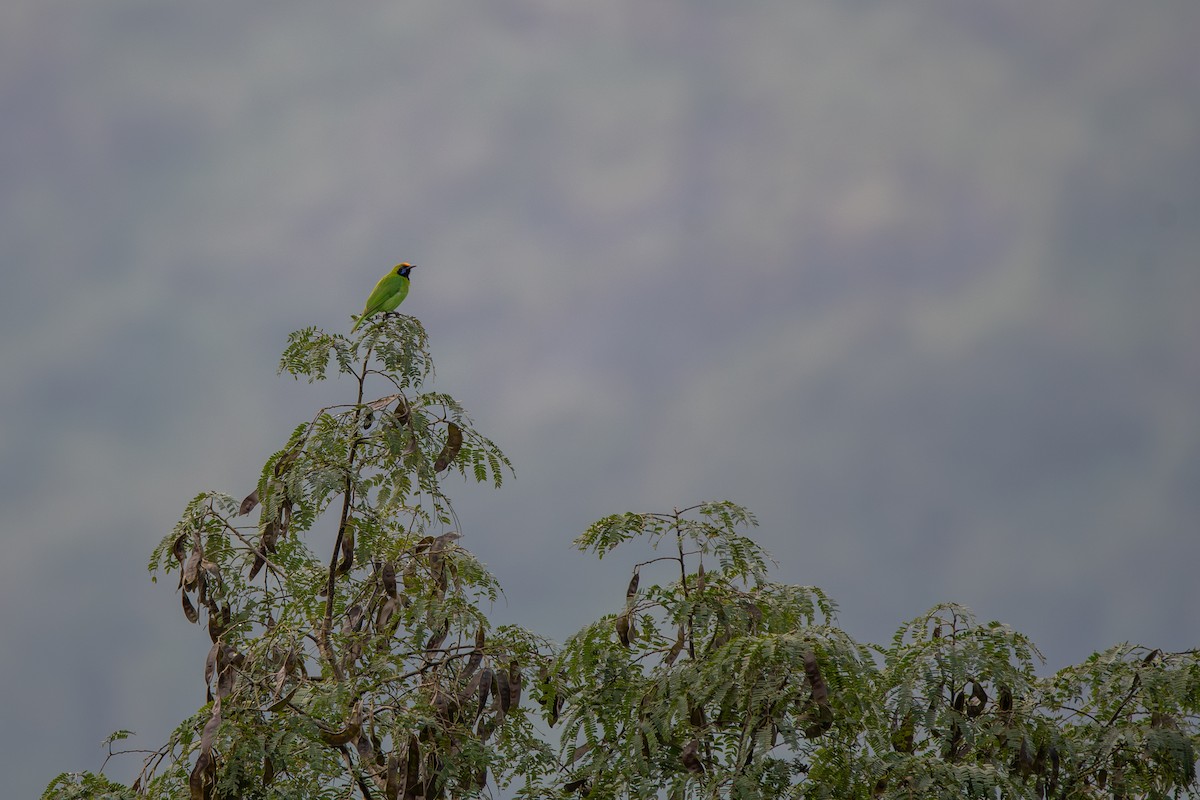 Golden-fronted Leafbird - ML626525673