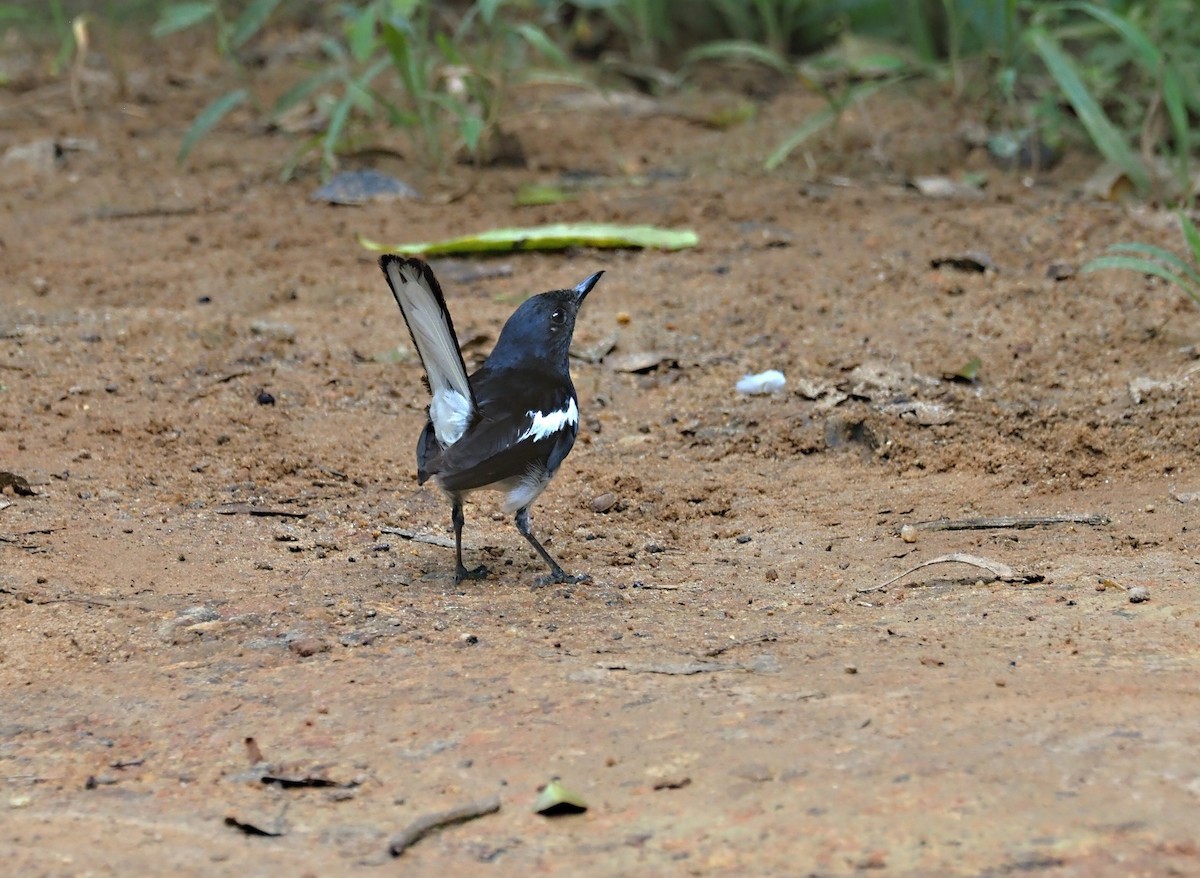 Oriental Magpie-Robin - ML626525690