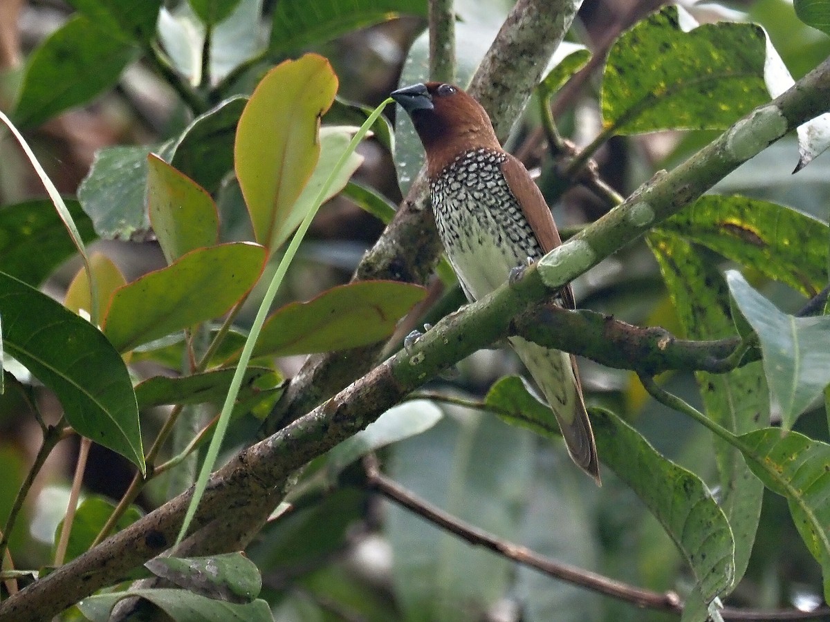 Scaly-breasted Munia - ML626525760