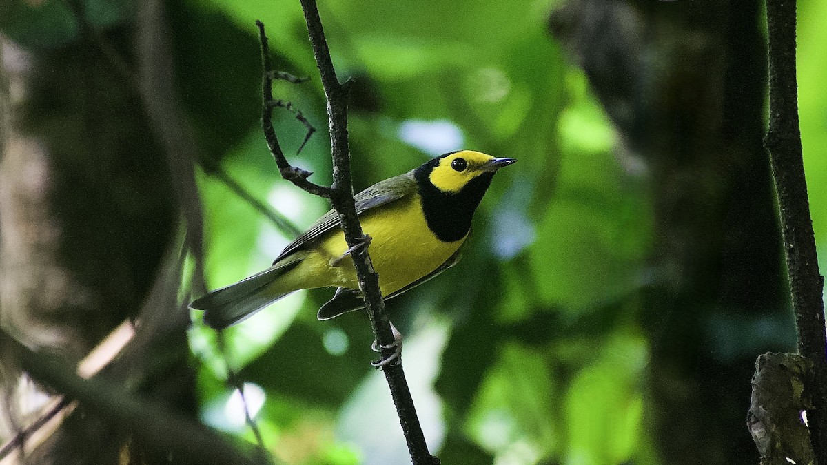 Hooded Warbler - ML626526002