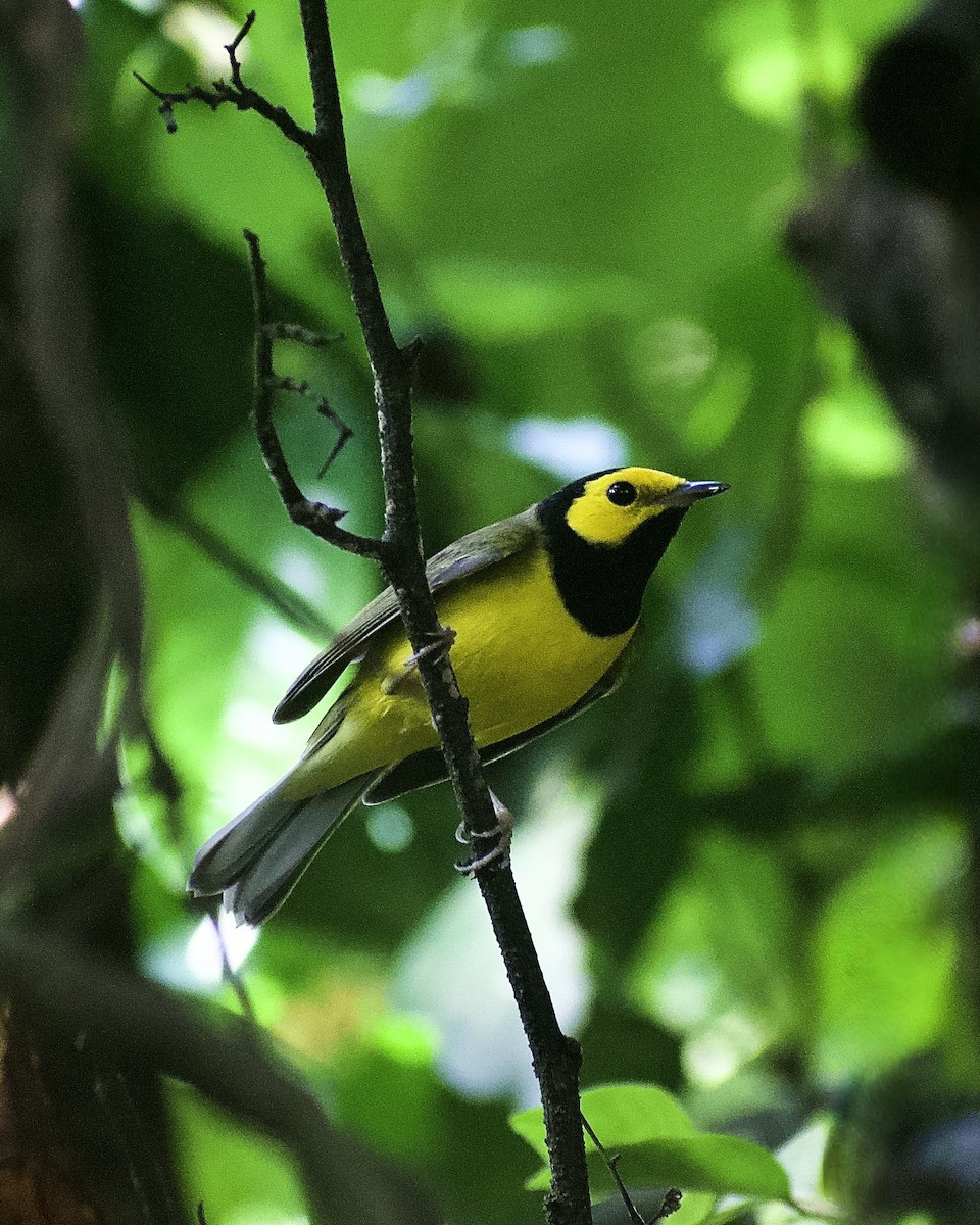 Hooded Warbler - ML626526006