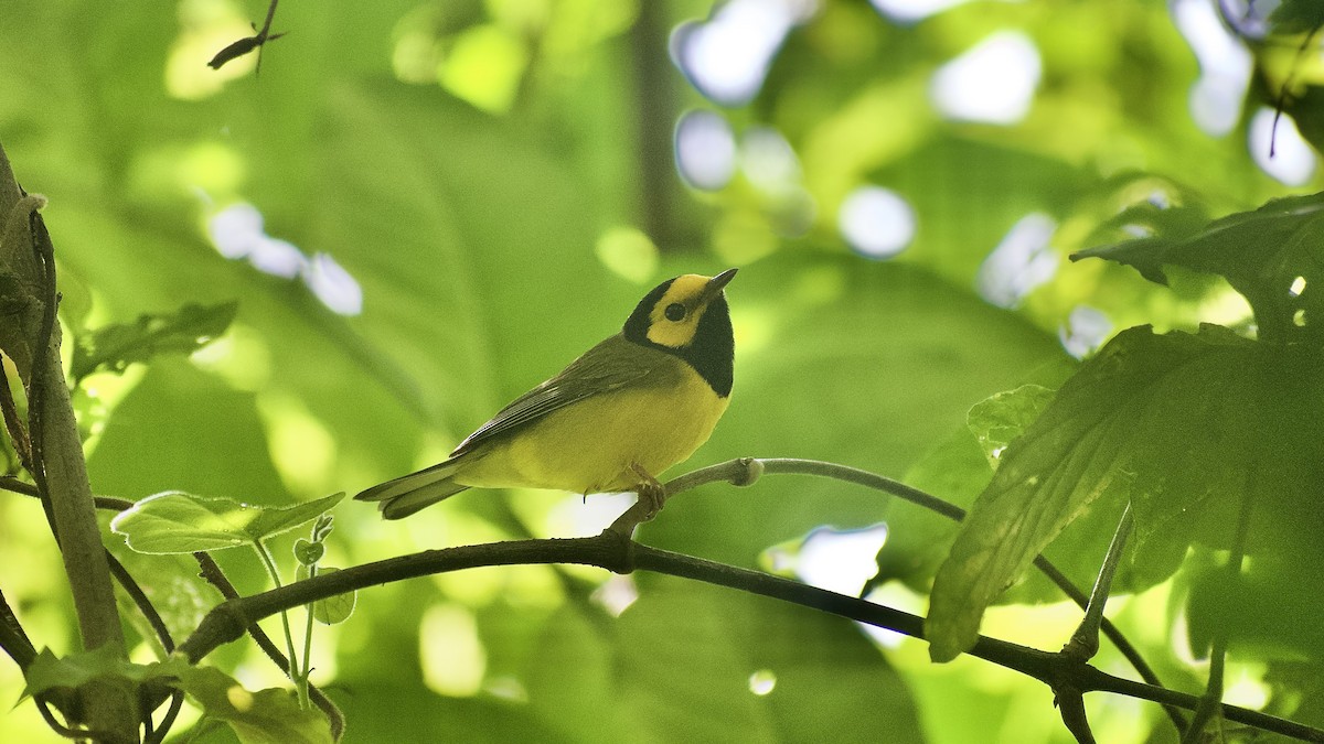 Hooded Warbler - ML626526008