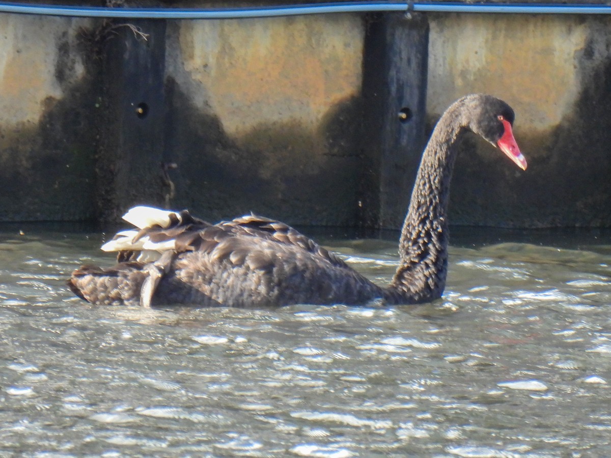 Black Swan - ML626526160