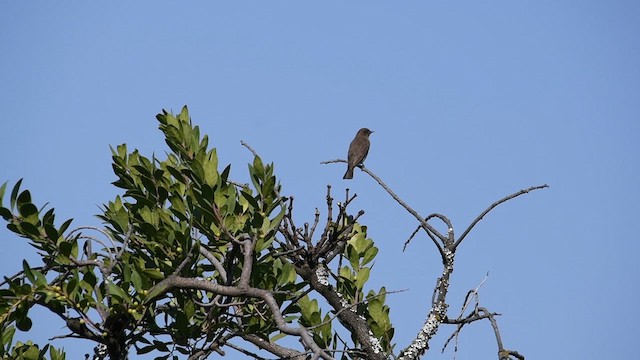 Brown-backed Honeybird - ML626526210