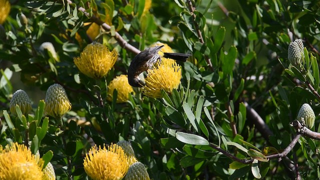 cukernatka kapská - ML626526271