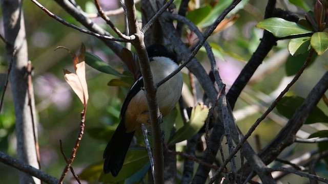 Southern Boubou - ML626526348