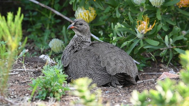Cape Spurfowl - ML626526461