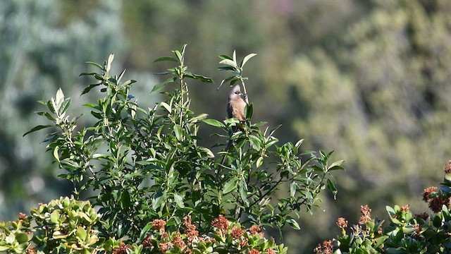 Speckled Mousebird - ML626526484