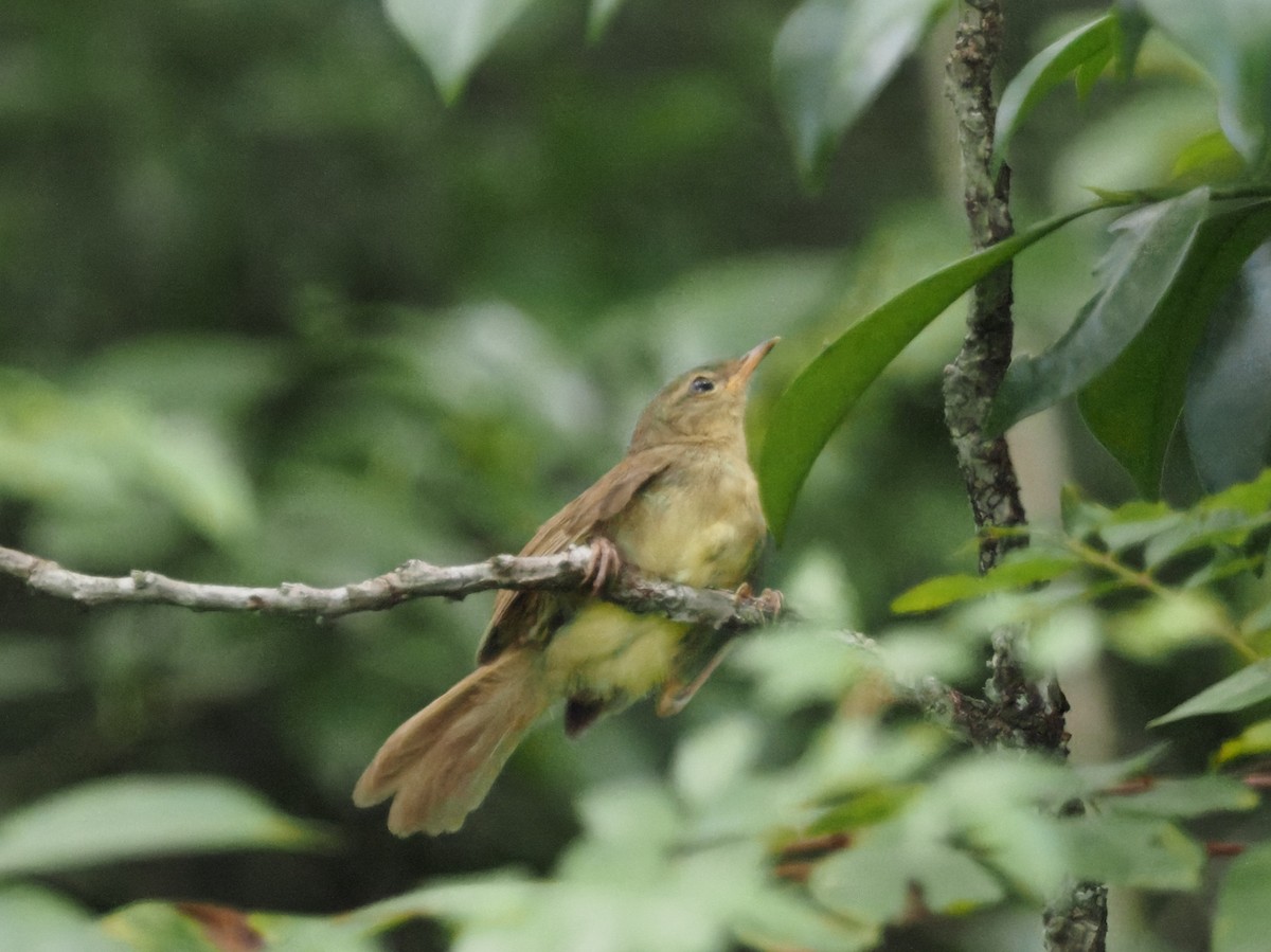 Japanese Bush Warbler - ML626526492