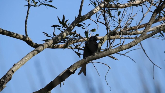 Fork-tailed Drongo - ML626526516