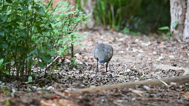 Hadada Ibis - ML626526546