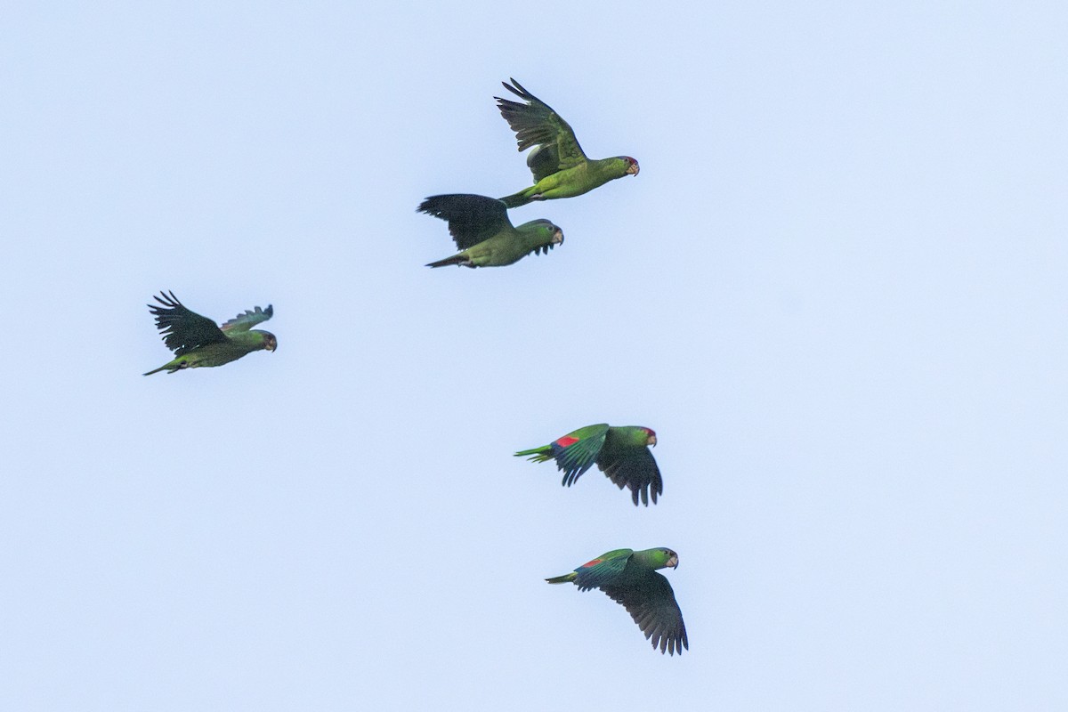 Red-crowned Amazon - ML626527018