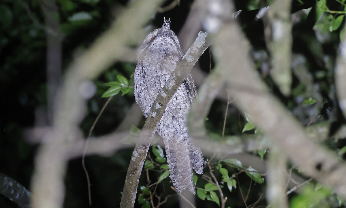 Marbled Frogmouth - ML626527044