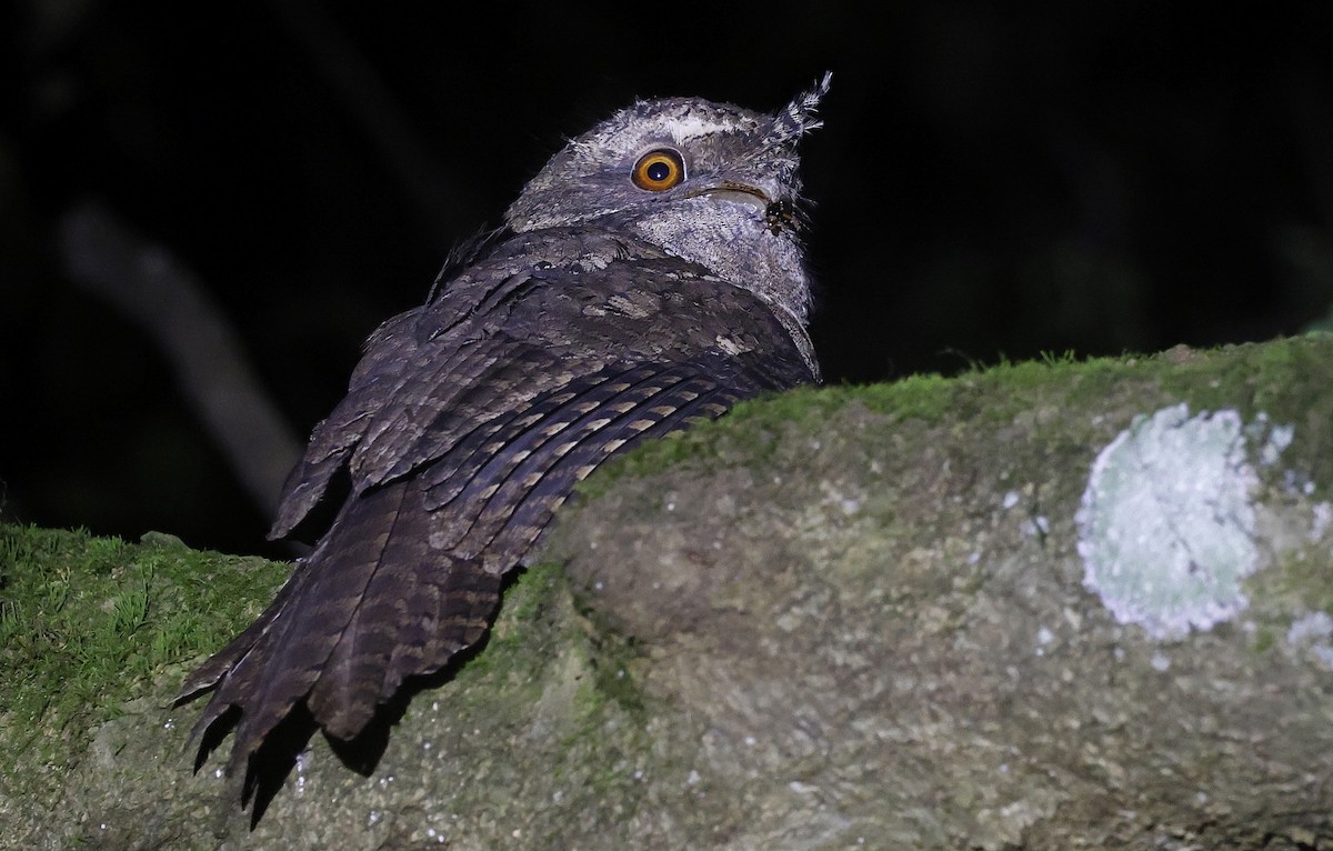 Marbled Frogmouth - ML626527054