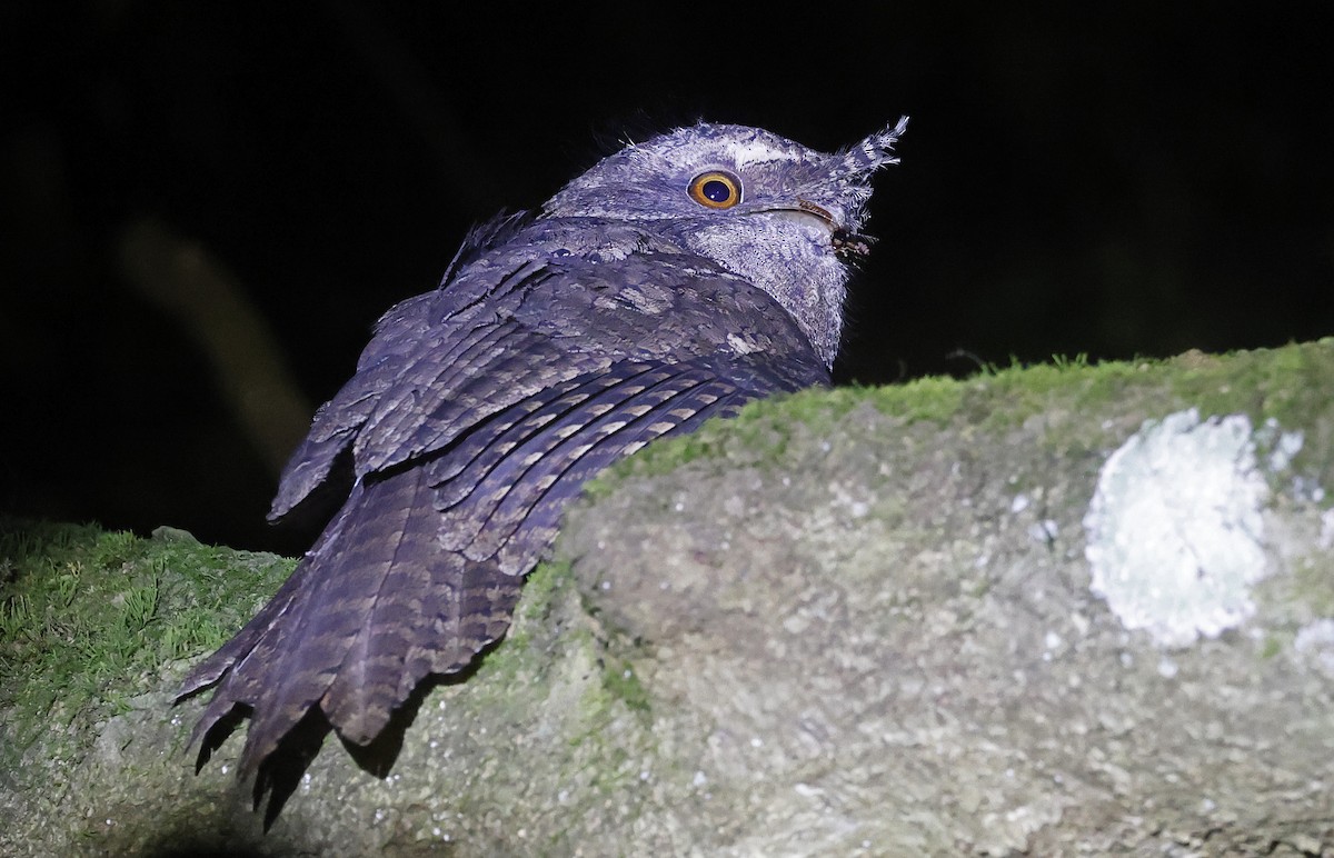 Marbled Frogmouth - ML626527055